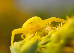 Misumena vatia