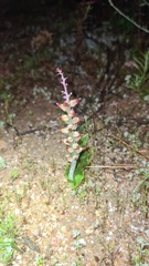 Lachenalia mutabilis