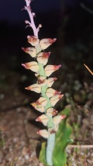 Lachenalia mutabilis