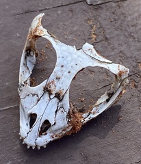 Agamidae