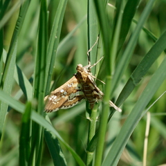 Sameodes cancellalis