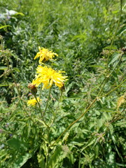 Crepis sibirica