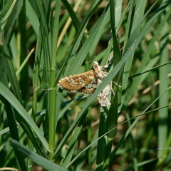 Sameodes cancellalis