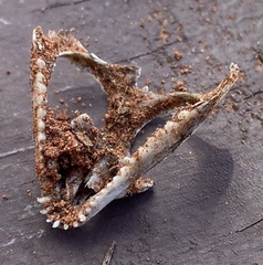 Agamidae