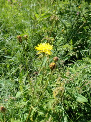 Crepis sibirica