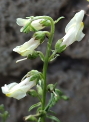 Antirrhinum siculum