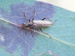 Lemidia subaenea