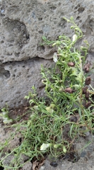 Antirrhinum siculum