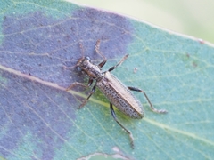 Lemidia subaenea