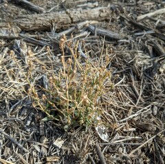 Stephanomeria exigua