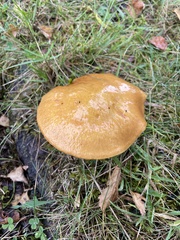 Suillus grevillei