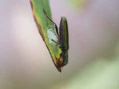 Lemidia subaenea