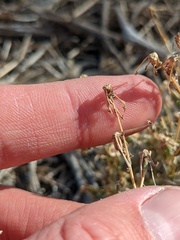 Stephanomeria exigua