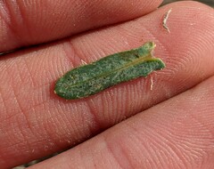 Stephanomeria exigua