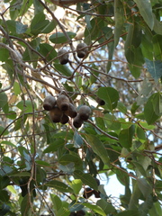 Corymbia calophylla