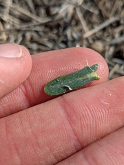 Stephanomeria exigua
