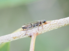 Lemidia subaenea