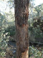 Corymbia calophylla