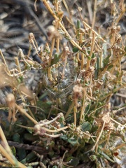 Stephanomeria exigua