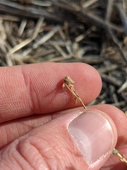 Stephanomeria exigua