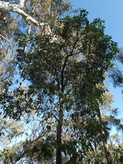 Corymbia calophylla