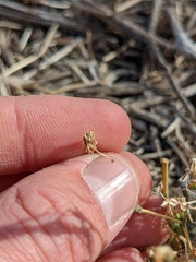 Stephanomeria exigua