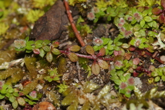Galium minutulum