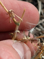 Stephanomeria exigua