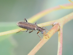 Lemidia subaenea