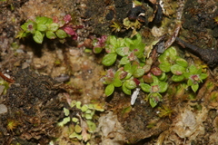 Galium minutulum