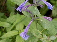 Nepeta sibirica