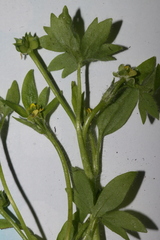 Ranunculus parviflorus