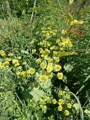 Bupleurum aureum