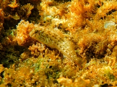 Parablennius sanguinolentus