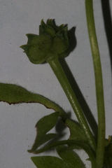 Ranunculus parviflorus