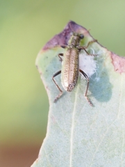 Lemidia subaenea