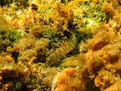 Parablennius sanguinolentus