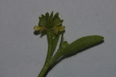 Ranunculus parviflorus