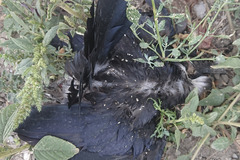 Corvus corone