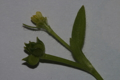 Ranunculus parviflorus