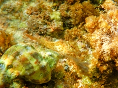 Parablennius sanguinolentus