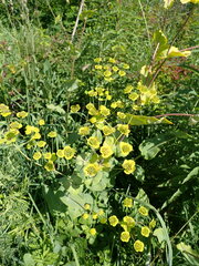 Bupleurum aureum