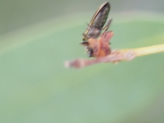 Lemidia subaenea