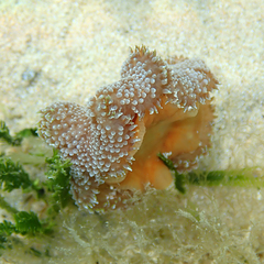 Stichodactyla tapetum