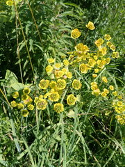 Bupleurum aureum