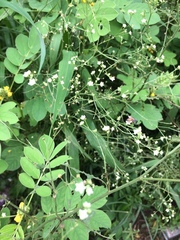 Apis florea