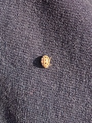 Tytthaspis sedecimpunctata