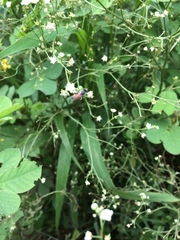 Apis florea