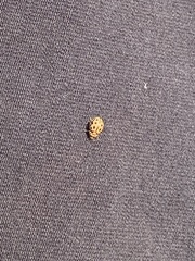 Tytthaspis sedecimpunctata