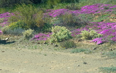 Atriplex lindleyi inflata